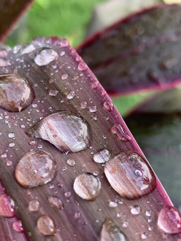 Tiros em modo Macro usando Hallide II no iPhone XS. (Imagens: @iam_tech)