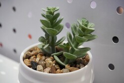 Essa impressão parece convincente!