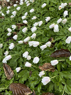 Uma imagem da câmera principal