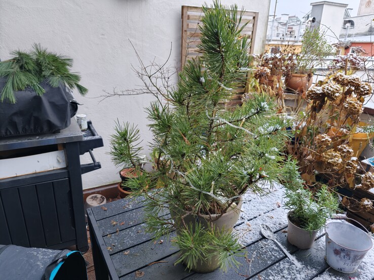 Foto de uma planta com o Oppo Find X9.