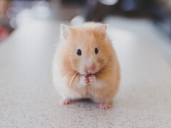 Um hamster criptográfico, como este membro da mesma espécie do Sr. Goxx, pode, sob certas circunstâncias, ter mais lucro que os investidores humanos (Imagem: Ricky Kharawala)