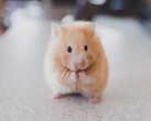 Um hamster criptográfico, como este membro da mesma espécie do Sr. Goxx, pode, sob certas circunstâncias, ter mais lucro que os investidores humanos (Imagem: Ricky Kharawala)