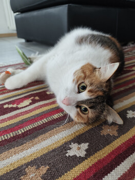 Gravação com a câmera principal