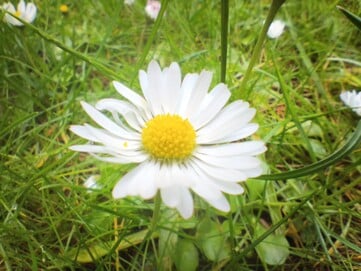 Macro