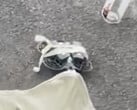 O DJI Neo 2 sendo submetido a testes públicos na primavera. (Fonte da imagem: Igor Bogdanov - editado)