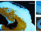Uma minúscula imagem fluorescente multicolorida de uma arara, com 250 × 350 pixels, produzida por fotolitografia.
