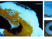 Uma minúscula imagem fluorescente multicolorida de uma arara, com 250 × 350 pixels, produzida por fotolitografia.