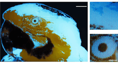 Uma minúscula imagem fluorescente multicolorida de uma arara, com 250 × 350 pixels, produzida por fotolitografia.