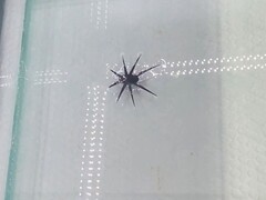 HydroBuckler em ação (Fonte da imagem: os pesquisadores)