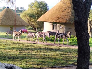 Zebras andando causalmente pela área de acomodação (Fonte da imagem: Darryl Linington - Notebookcheck)