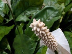 Foto macro com a lente ultra-wide