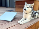 Starlink Mini ao lado de um mini husky (imagem: Michael Nicolls/X)