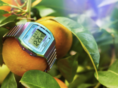 O Timex 80 36mm (na foto) com uma pulseira de expansão de aço inoxidável. (Fonte da imagem: Timex)