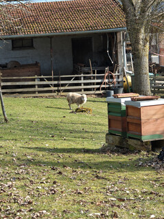 Câmera principal (zoom de 6x)