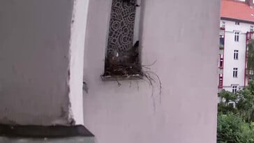 Pombo em ninho, 4x ampliado