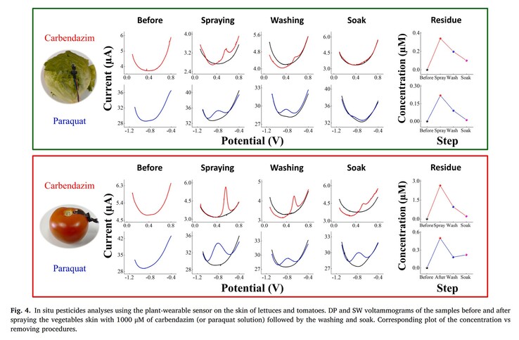 O sensor detecta com precisão níveis muito baixos de dois pesticidas comuns em alface e tomate durante a contaminação e a descontaminação. (Fonte: artigo de S.C. Teixeira et al. na Biomaterials Advances)