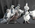 Um grupo de pombos de controle remoto da Neiry (Fonte da imagem: Neiry; editado)