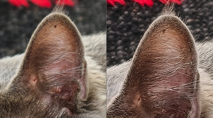 A comparação é clara. Esquerda: Com teleconversor a 400 mm. À direita: Sem teleconversor