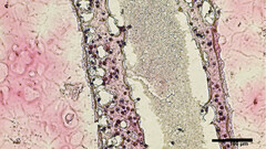 estrutura tubular impressa em 3D das células testiculares (imagem: UBC)