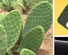 Cactos: agora para proteção de smartphones. (Fonte: Otterbox)