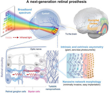 O implante de telúrio converte a energia da luz em eletricidade, sem a necessidade de uma fonte de energia externa, para que o cérebro volte a enxergar. (Fonte da imagem: Science. DOI: 10.1126/science.adu2987)