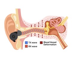 O APG usa tons ultrassônicos modulados por mudanças de pressão no canal auditivo (Fonte da imagem: Google Research)