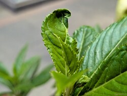 Foto macro com a câmera principal