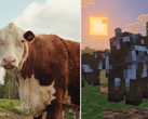 Uma captura de tela da atualização do Minecraft Tiny Takeover comparando as vacas do jogo com uma vaca de verdade