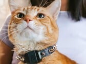 O rastreador Fi Mini permite que os donos acompanhem o condicionamento físico e a localização de seus animais de estimação. (Fonte da imagem: Fi)