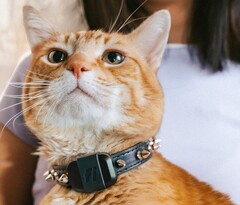 O rastreador Fi Mini permite que os donos acompanhem o condicionamento físico e a localização de seus animais de estimação. (Fonte da imagem: Fi)