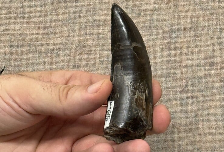 Um dos dentes de T. rex utilizados pelos pesquisadores