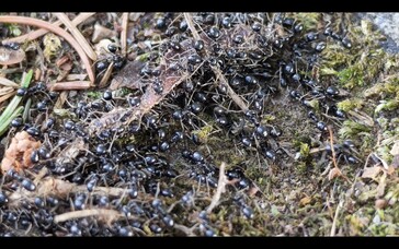 Formigas com zoom de 6x
