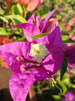 Foto macro com lente grande angular