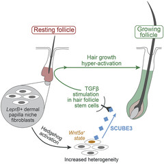 Processo de sinalização do crescimento do cabelo do SCUBE3 (imagem: UCI)