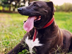 Um cachorro colocando a língua para fora da boca (Fonte da imagem: Silvana Carlos via Unplash; cortada)