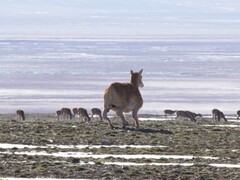 O antílope robô desenvolvido pela Deep Robotics está percorrendo as terras altas do Tibete desde o final de julho. (Fonte da imagem: Globaltimes)