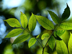 Usando a natureza como modelo para obter mais energia da luz. (Imagem: pixabay/MabelAmber)