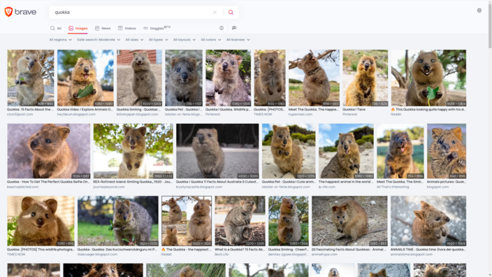 Busca de imagem de "Quokka" com Brave