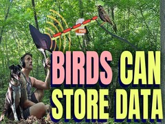 Os pássaros podem armazenar dados (fonte da imagem: canal do YouTube de Benn Jordan)