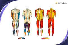A Springbok Analytics oferece análise muscular em 3D com tecnologia de IA. (Fonte: Springbok Analytics)