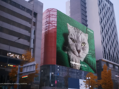 O "gato de 200MP da Samsung". (Fonte: Samsung)