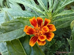Foto macro da câmera principal