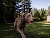 A Mova lançou seu primeiro rastreador GPS para animais de estimação: o SureTrack Pro.