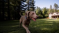 A Mova lançou seu primeiro rastreador GPS para animais de estimação: o SureTrack Pro.