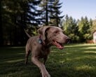 A Mova lançou seu primeiro rastreador GPS para animais de estimação: o SureTrack Pro.