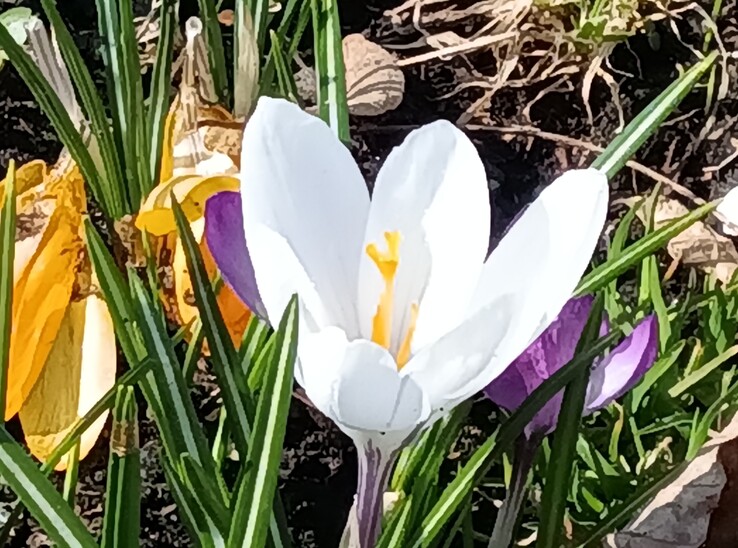 Lenovo Tab K11 Gen 2: Câmera principal com zoom de 8x