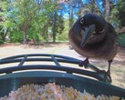 De perto com um Grackle