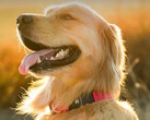 A coleira fitness Fi Series 3+ permite que os donos de cães rastreiem a localização e a saúde de seus animais. (Fonte da imagem: Fi)