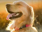 A coleira fitness Fi Series 3+ permite que os donos de cães rastreiem a localização e a saúde de seus animais. (Fonte da imagem: Fi)