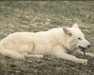 Em 1º de outubro de 2024, os primeiros lobos gigantes em mais de 10.000 anos viram a luz do dia no Texas. (Fonte da imagem: YouTube / Colossal Biosciences)